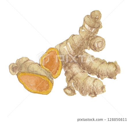 用水彩畫的薑黃根 128850811
