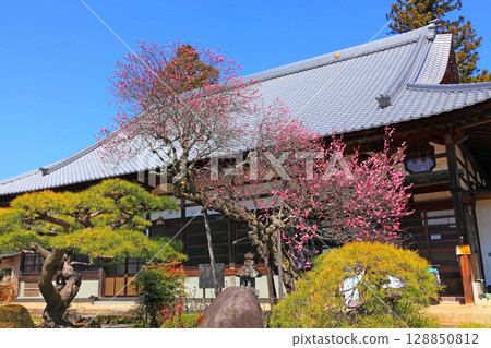 西源寺正殿前盛開的梅花 128850812