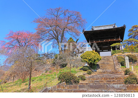Cherry blossoms beginning to bloom next to the approach to Saigenji Temple Cherry blossoms beginning to bloom next to the approach to Saigenji Temple 128850813