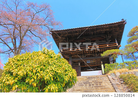 Looking up at the temple gate and cherry blossoms just beginning to bloom from the approach to Saigenji Temple Looking up at the temple gate and cherry blossoms just beginning to bloom from the approach to Saigenji Temple 128850814