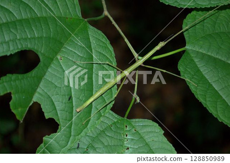 偽裝成樹枝的昆蟲 偽裝成樹枝的昆蟲 128850989