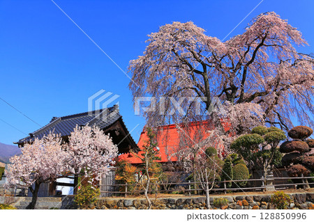 西念寺的山門、正殿和垂枝櫻花的結合 西念寺的山門、正殿和垂枝櫻花的結合 128850996