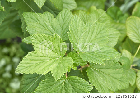 Close up of green currant leaves in a garden with vivid greenery and detailed Close up of green currant leaves in a garden with vivid greenery and detailed 128851528