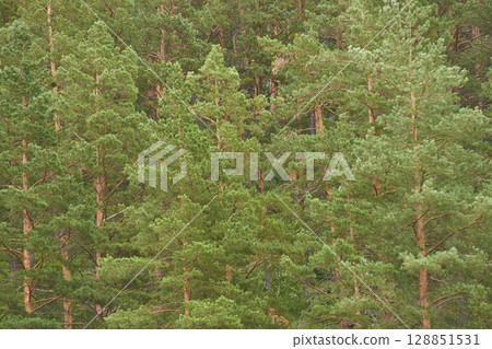 Lush green pine forest with dense foliage on a sunny day in tranquil nature 128851531