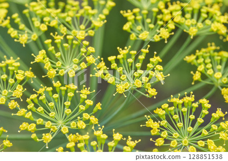 Close up of vibrant yellow dill flowers in bloom against a soft green background 128851538