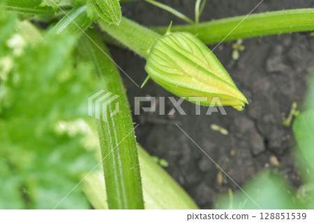 Young zucchini plant with bud in garden ready to bloom green leaves close up 128851539