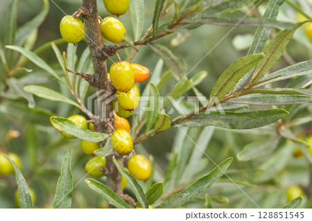 Close up of ripening sea buckthorn berries on branch with green leaves Close up of ripening sea buckthorn berries on branch with green leaves 128851545