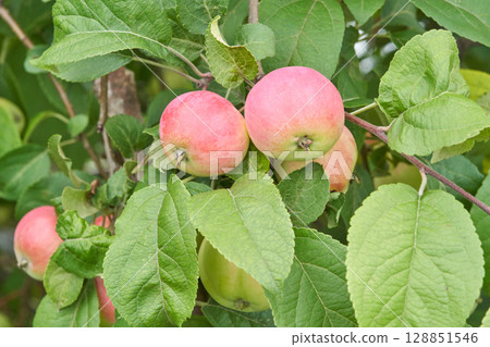 Ripe red apples hanging on a lush green tree branch in orchard setting Ripe red apples hanging on a lush green tree branch in orchard setting 128851546