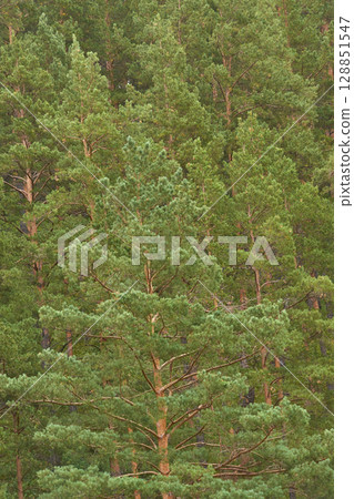 Dense forest of lush evergreen pine trees with thick green foliage Dense forest of lush evergreen pine trees with thick green foliage 128851547