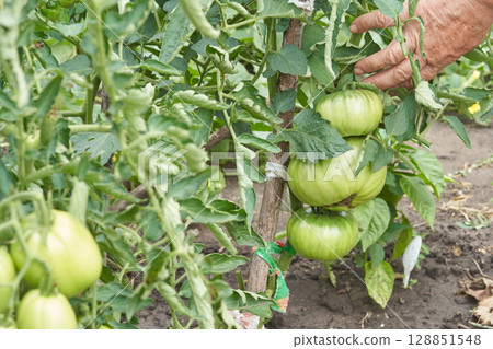 Elderly caucasian male tending green tomatoes in a lush garden setting Elderly caucasian male tending green tomatoes in a lush garden setting 128851548