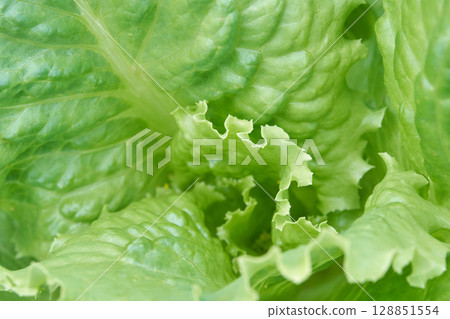 Close up of fresh green lettuce leaves with crisp details and textured patterns Close up of fresh green lettuce leaves with crisp details and textured patterns 128851554
