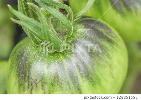 Close up of unripe green tomatoes with striped pattern growing on plant vine Close up of unripe green tomatoes with striped pattern growing on plant vine 128851555