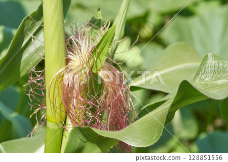 Close up of corn plant with tassels and green leaves on a sunny day in a field Close up of corn plant with tassels and green leaves on a sunny day in a field 128851556