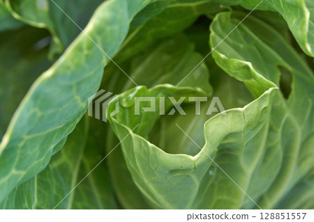 Close up of fresh green cabbage leaves with dew drops in a garden setting Close up of fresh green cabbage leaves with dew drops in a garden setting 128851557