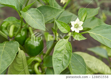 Green bell peppers growing on plant with white flower in garden setting Green bell peppers growing on plant with white flower in garden setting 128851558