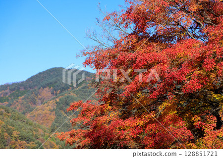 楓葉長廊盛開的楓葉之美 楓葉長廊盛開的楓葉之美 128851721