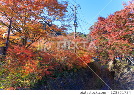 楓葉長廊盛開的楓葉之美 128851724