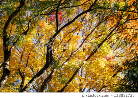 The beauty of the maple leaves at the Maple Corridor in full bloom 128851725