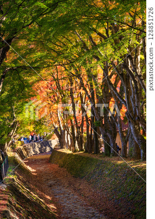 The beauty of the maple leaves at the Maple Corridor in full bloom 128851726