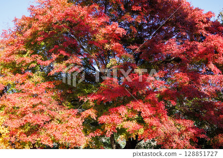 楓葉長廊盛開的楓葉之美 128851727