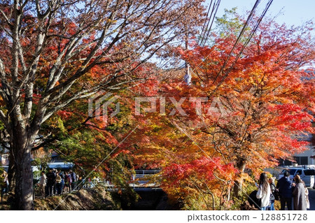 楓葉長廊盛開的楓葉之美 128851728