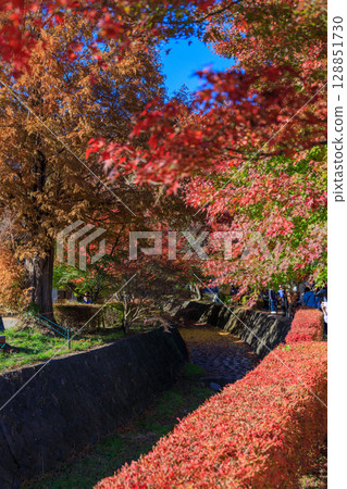 楓葉長廊盛開的楓葉之美 128851730