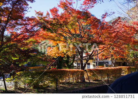 The beauty of the maple leaves at the Maple Corridor in full bloom The beauty of the maple leaves at the Maple Corridor in full bloom 128851731