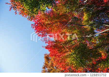 楓葉長廊盛開的楓葉之美 128851732