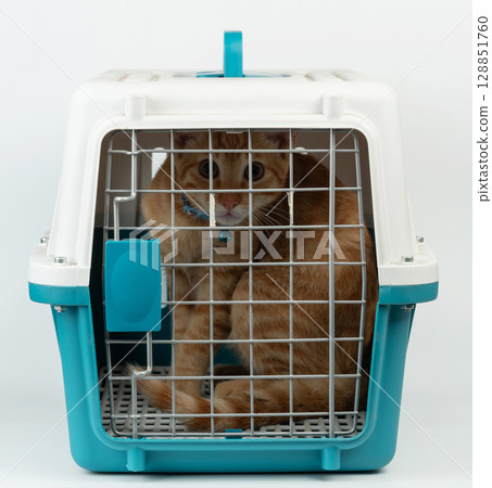 Orange cat sit inside of closed transport carrier Orange cat sit inside of closed transport carrier 128851760