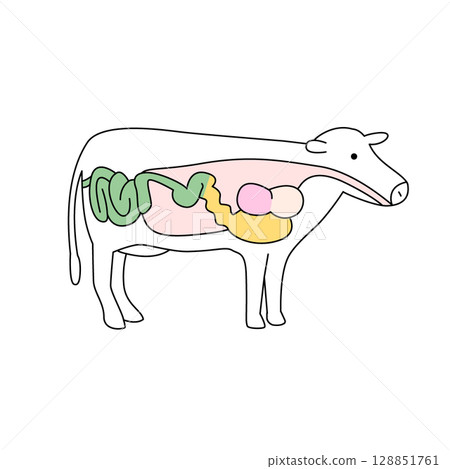 牛胃 128851761