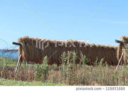 秋日天空下成排的稻米架 128851880