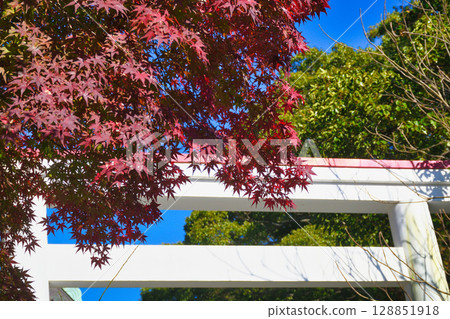 The beautiful torii gates and autumn leaves of Kamakura Shrine against the blue sky (Kamakura, Kanagawa Prefecture) 128851918