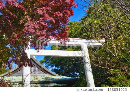 The beautiful torii gates and autumn leaves of Kamakura Shrine against the blue sky (Kamakura, Kanagawa Prefecture) The beautiful torii gates and autumn leaves of Kamakura Shrine against the blue sky (Kamakura, Kanagawa Prefecture) 128851923