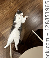Cat fell on the floor 128851965