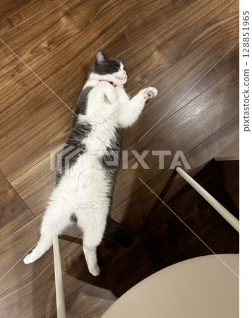 Cat fell on the floor 128851965