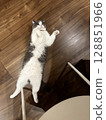A cat falls to the floor, looks at me and begs for help 128851966