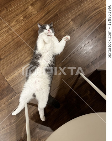 A cat falls to the floor, looks at me and begs for help 128851966