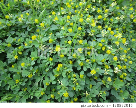 一簇三葉草 一簇三葉草 128852015