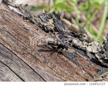 Hunting bee Spider wasp Giant black carpenter bee Hunting bee Spider wasp Giant black carpenter bee 128852137