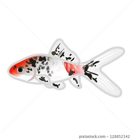 Calico Japanese Goldfish Illustration Calico Japanese Goldfish Illustration 128852142