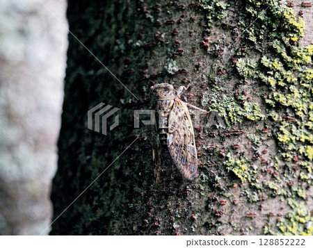 Two cicadas perching on trees 128852222
