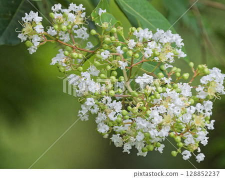 紫薇科植物的白色花朵 128852237