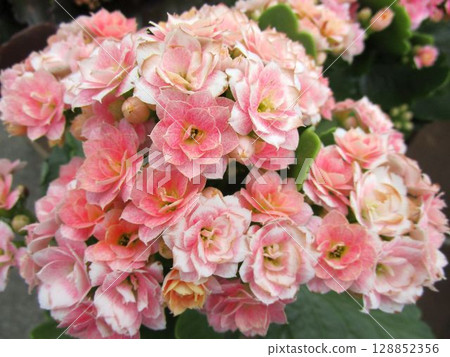 粉紅色重瓣 Kalanchoe 花的特寫 粉紅色重瓣 Kalanchoe 花的特寫 128852356