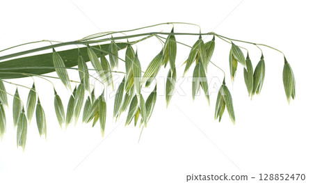 Fresh green oat plant with detailed leaves and seed pods against white. Fresh green oat plant with detailed leaves and seed pods against white. 128852470