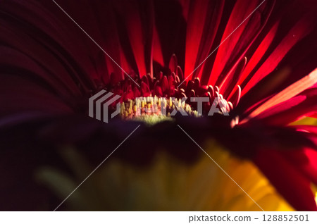 Close up of a red gerbera flower. Macro shot. Close up of a red gerbera flower. Macro shot. 128852501
