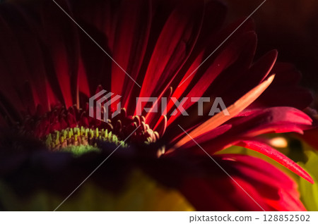 Red gerbera flower close-up. Macro photo with shallow depth of field. 128852502