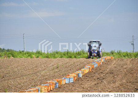 Photographing the new potato harvest in summer in Hakodate, Hokkaido Photographing the new potato harvest in summer in Hakodate, Hokkaido 128852633