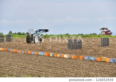 Photographing the new potato harvest in summer in Hakodate, Hokkaido Photographing the new potato harvest in summer in Hakodate, Hokkaido 128852639