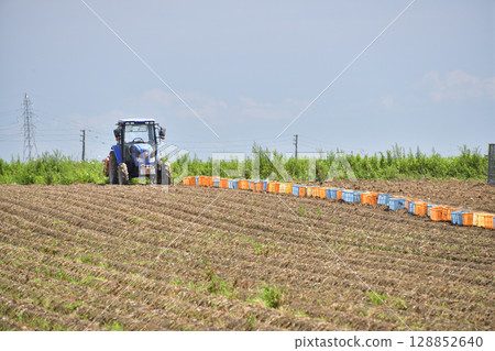 Photographing the new potato harvest in summer in Hakodate, Hokkaido Photographing the new potato harvest in summer in Hakodate, Hokkaido 128852640