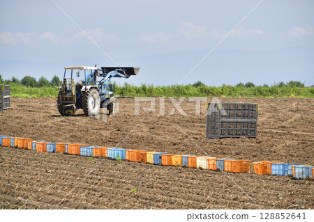 Photographing the new potato harvest in summer in Hakodate, Hokkaido Photographing the new potato harvest in summer in Hakodate, Hokkaido 128852641